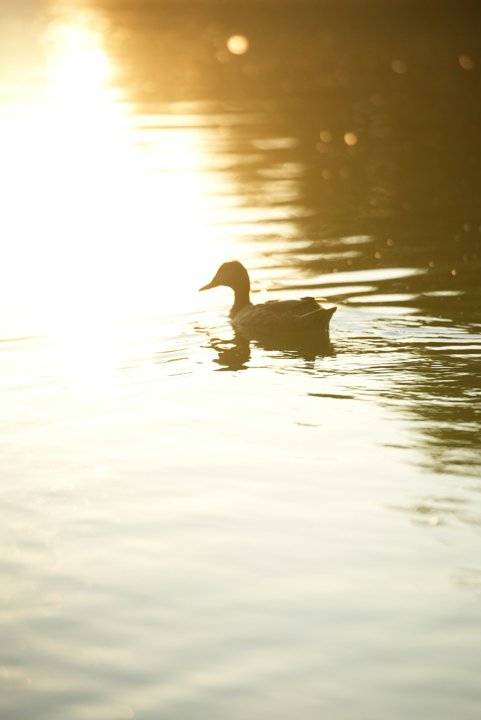 El pato mareado