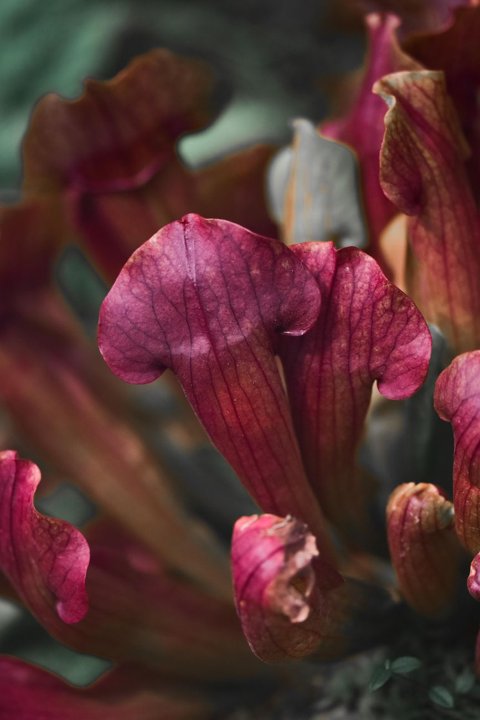Cómo funcionan las plantas carnívoras