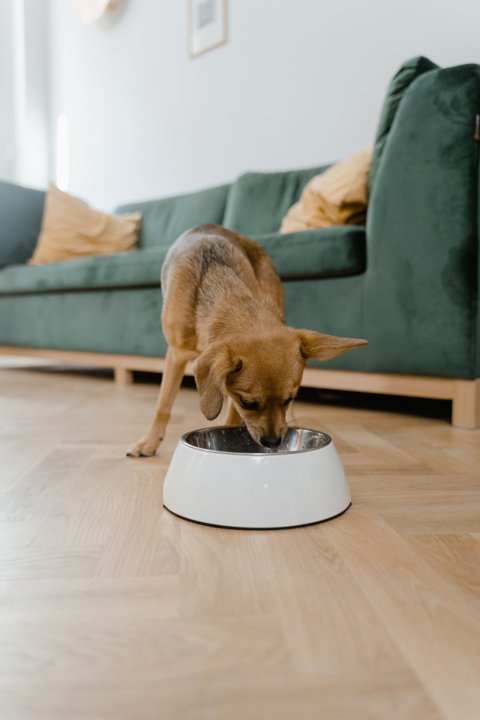 Alimentación saludable y cariño para mascotas