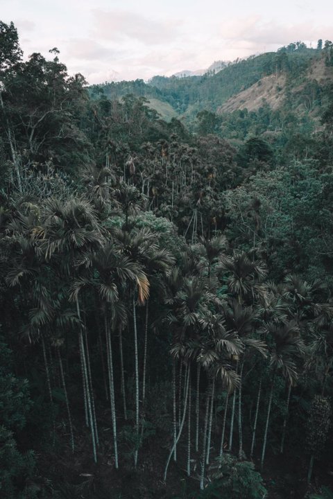Curiosidades de la Fauna de Sri Lanka