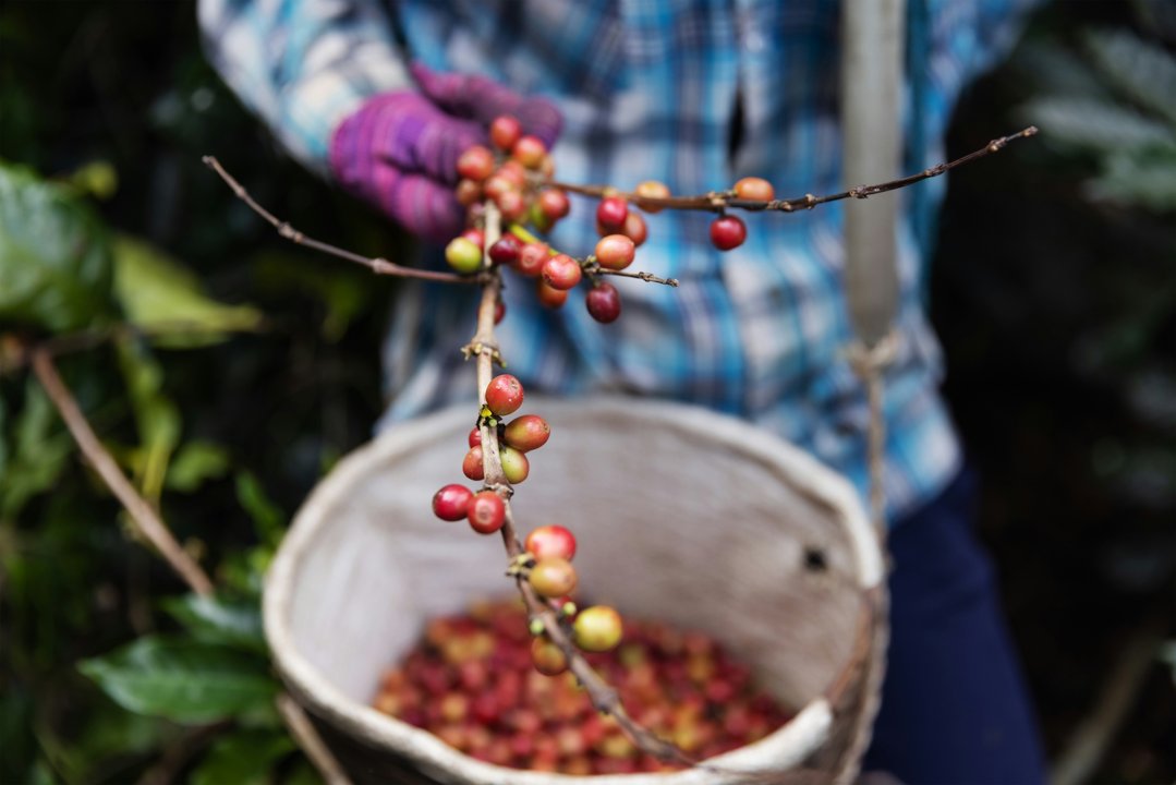 From Bean to Brew: Your Morning Coffee Journey