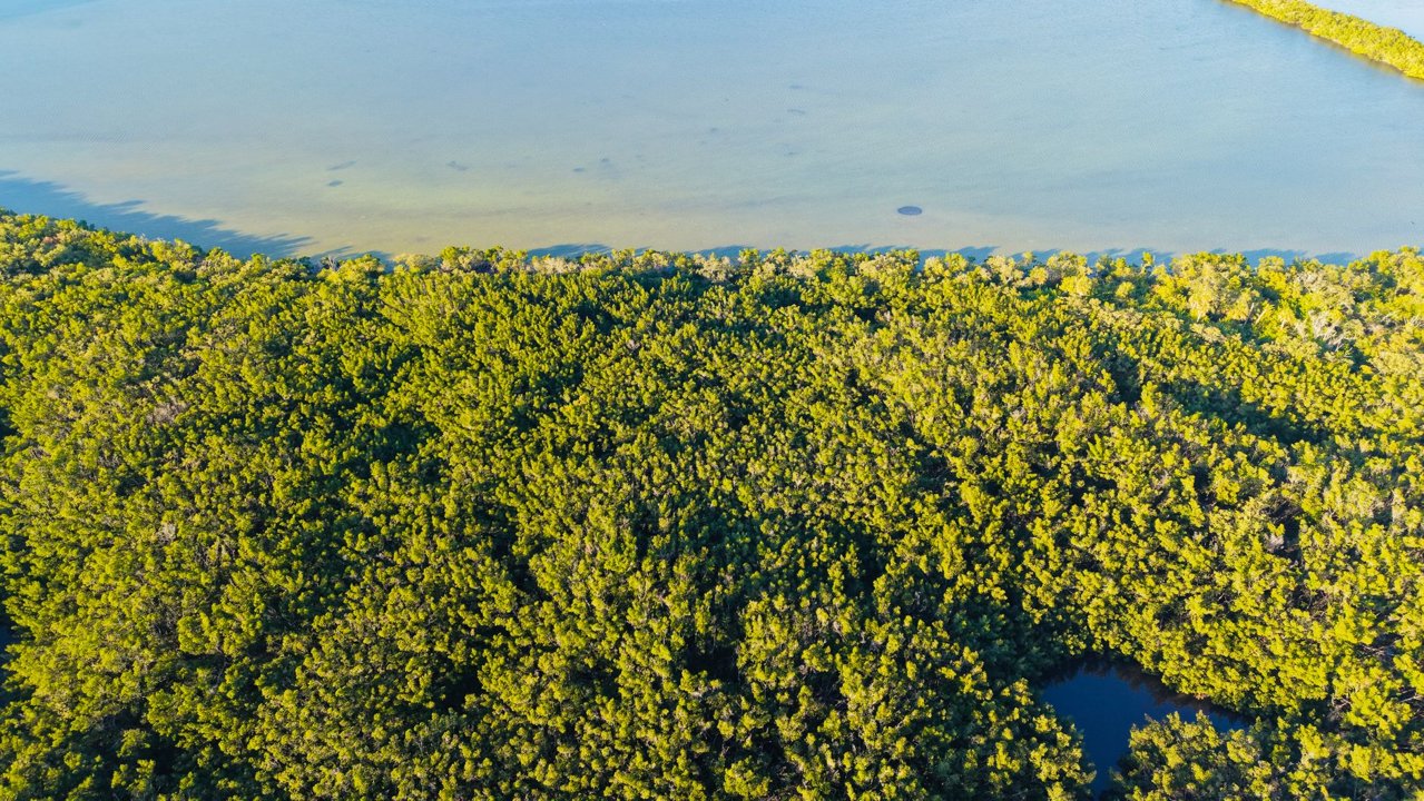 Mangrove Magic: A Quick Dive