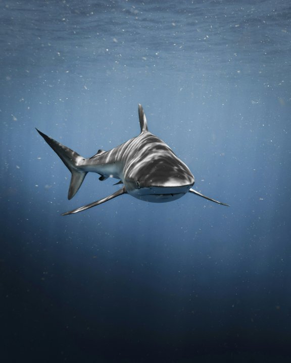 Shark Facts: Wild & Terrifying