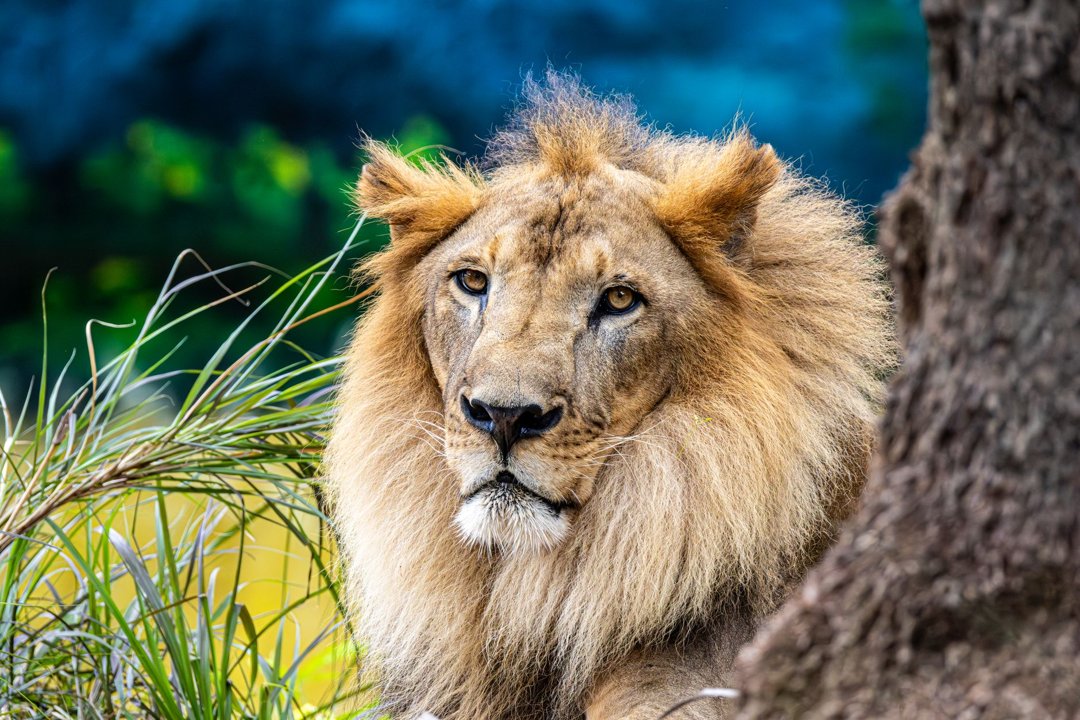 Animales de la selva para niños