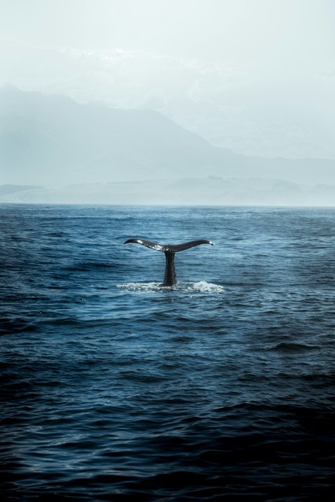 El corazón de la ballena azul