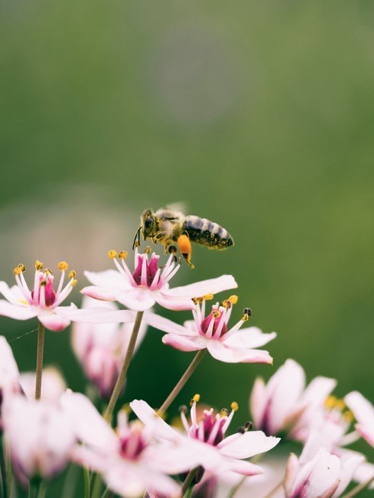 3 Fun Facts About Bees