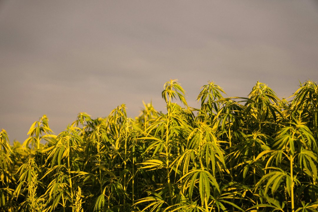 Cannabis: su historia, secretos y efectos en el cerebro