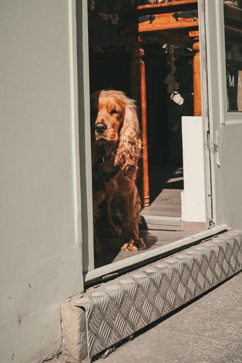 Mi perro no tiene sombra