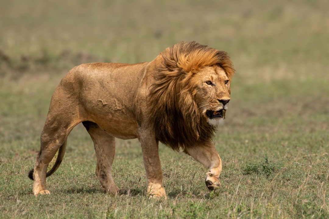 Lion's Solo Walk Across the Savanna